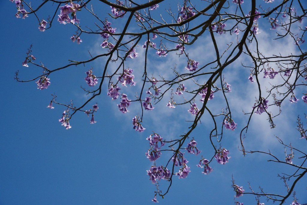 I bellissimi fiori lilla della Paulownia