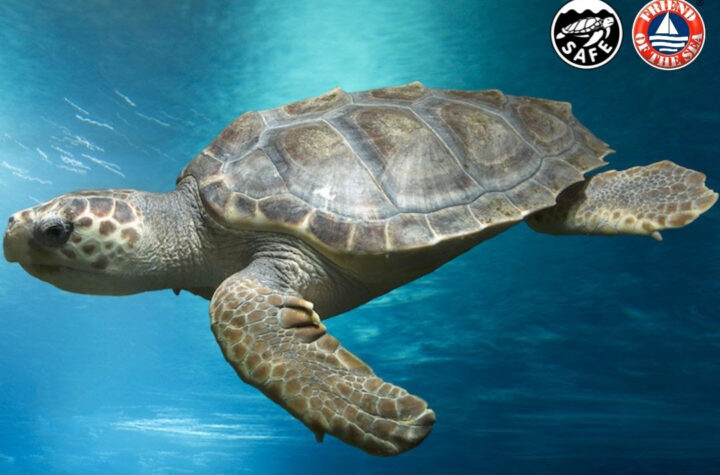 Turtle Friend of the Sea